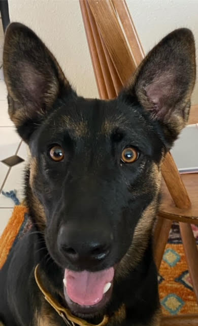 ariel7_0124 Ariel Female German Shepherd Available for Adoption