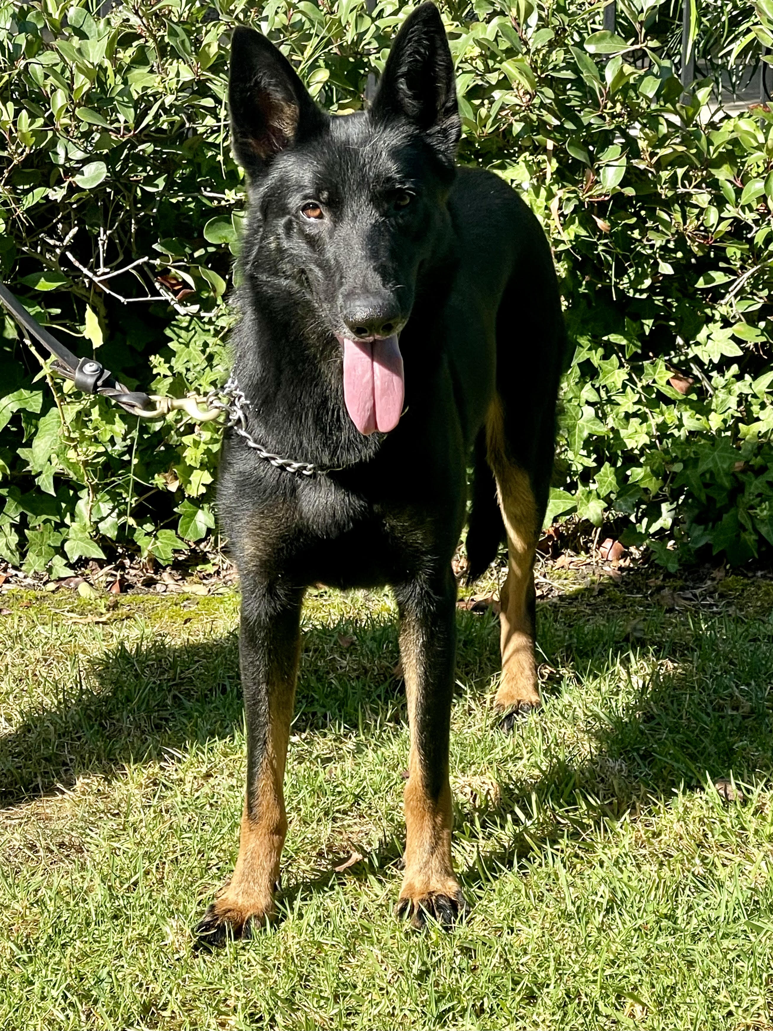 Clifford Male German Shepherd Available for Adoption