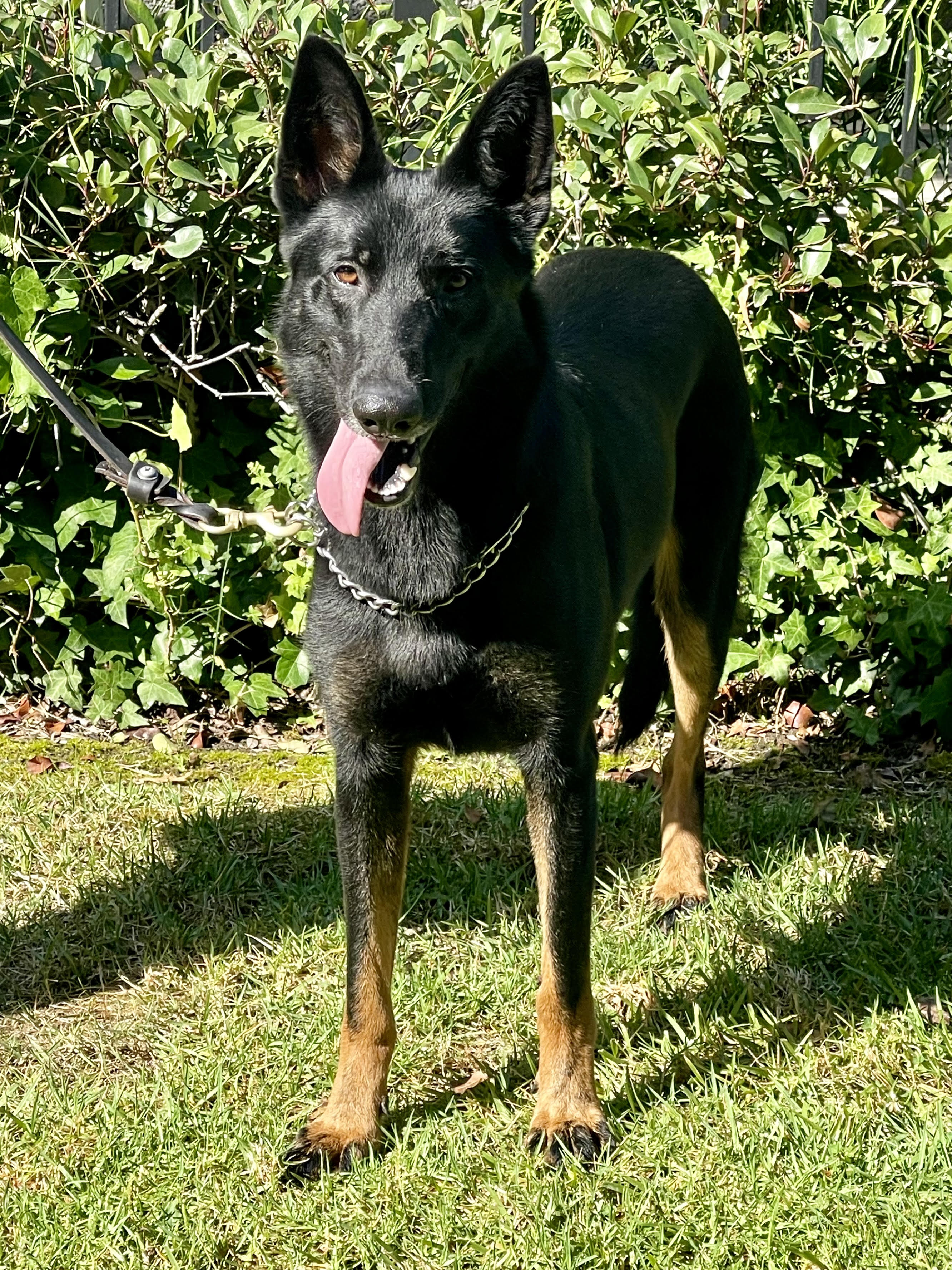 Clifford Male German Shepherd Available for Adoption