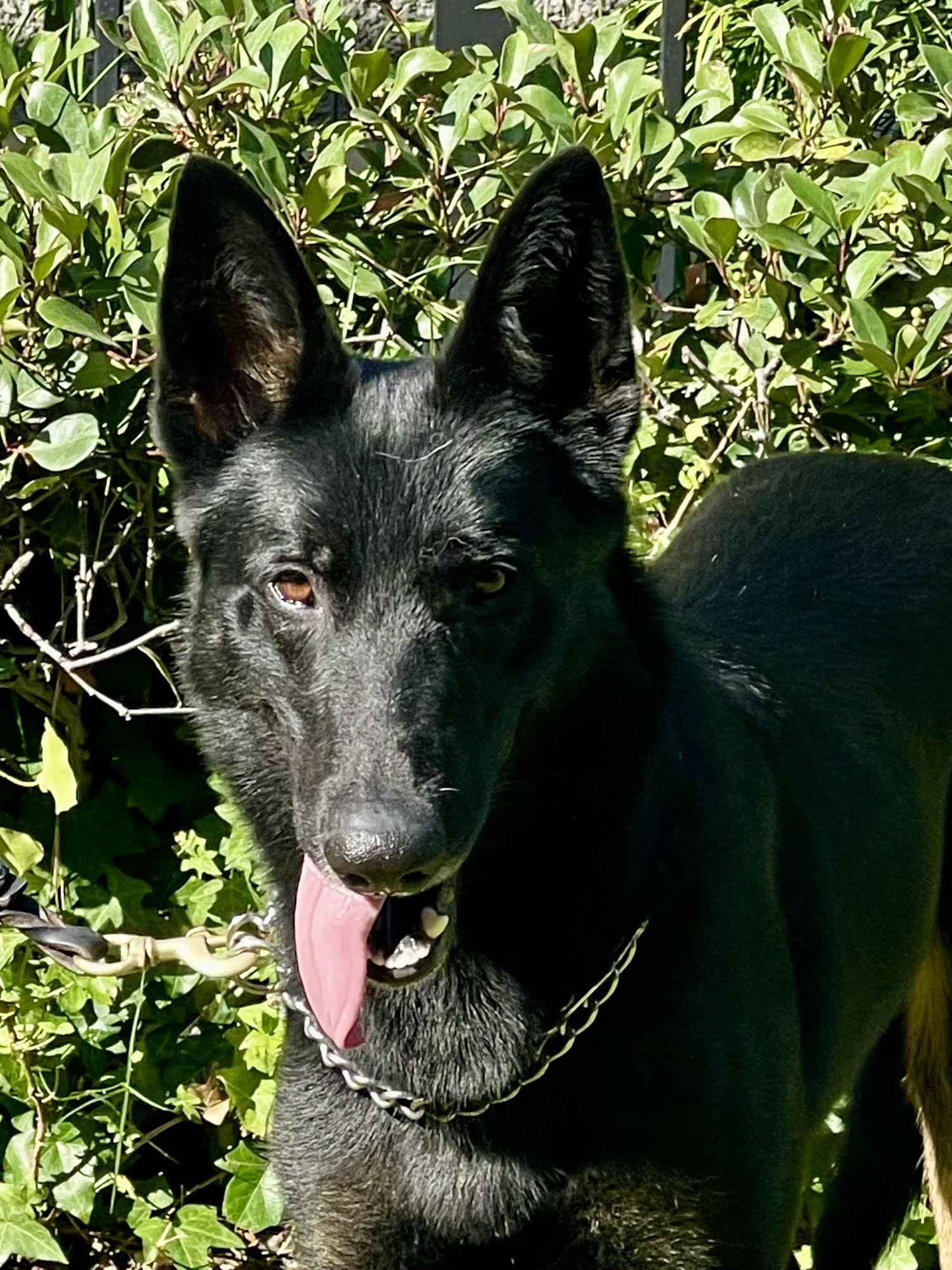 Clifford Male German Shepherd Available for Adoption
