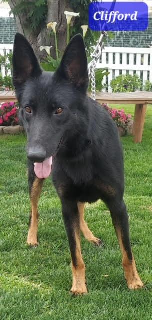 Clifford Male German Shepherd Available for Adoption