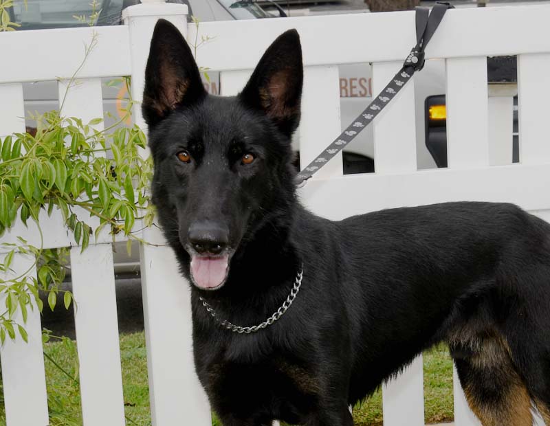Clifford Male German Shepherd Available for Adoption
