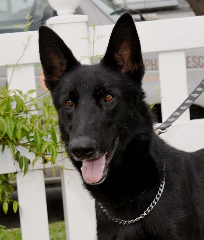 Clifford Male German Shepherd Available for Adoption