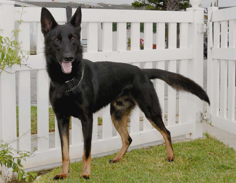 Clifford Male German Shepherd Available for Adoption