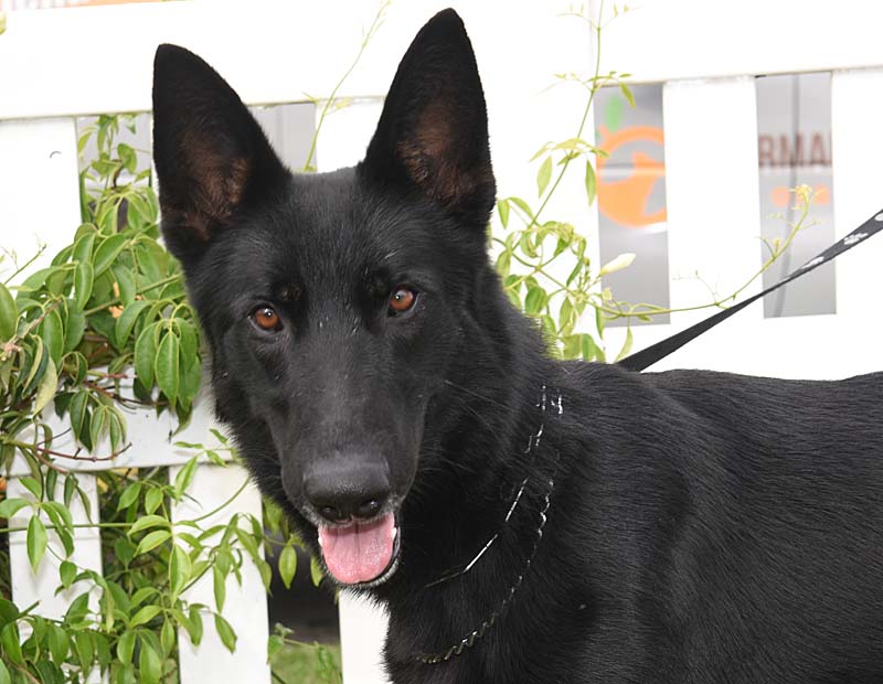 Clifford Male German Shepherd Available for Adoption
