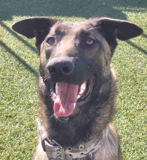 Nico Belgian Malinois available for adoption