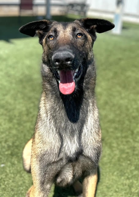 Nico Belgian Malinois available for adoption