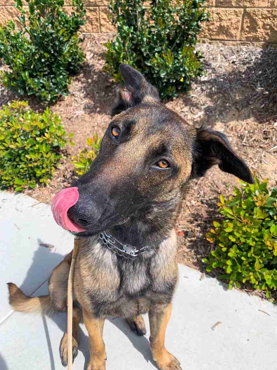Nico Belgian Malinois available for adoption
