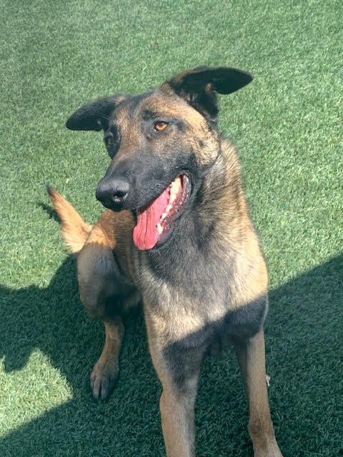 Nico Belgian Malinois available for adoption