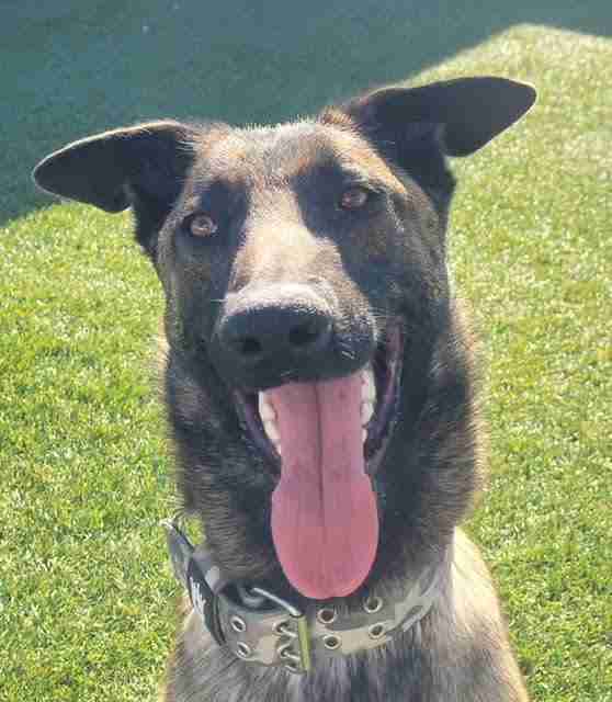 Nico Belgian Malinois available for adoption