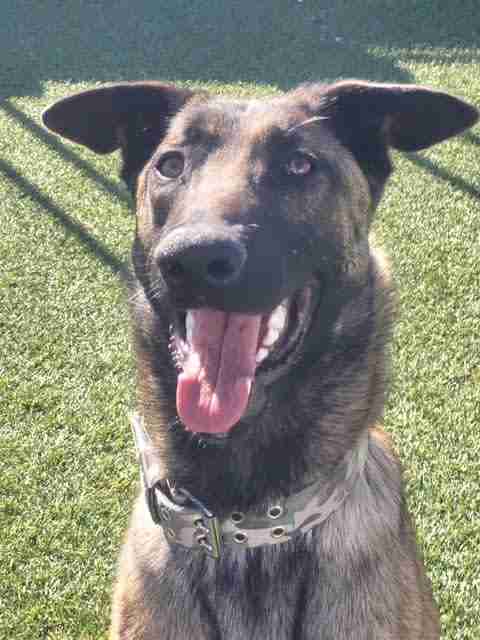 Nico Belgian Malinois available for adoption