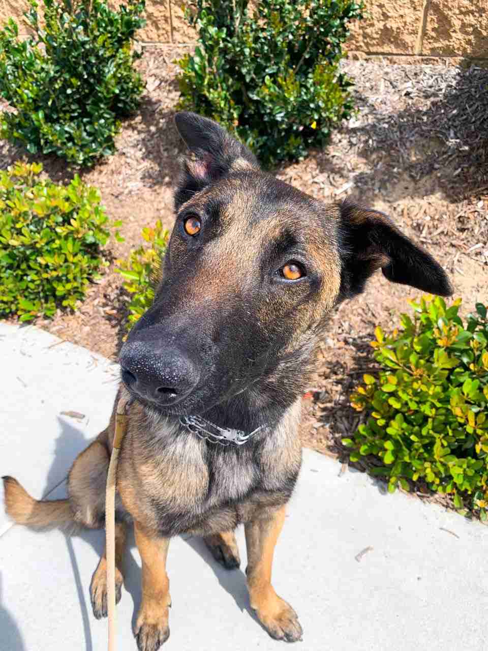 Nico Belgian Malinois available for adoption