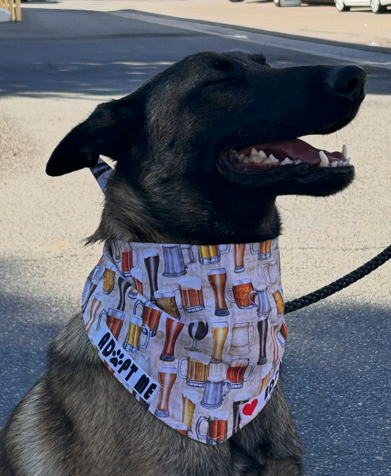 Nico Belgian Malinois available for adoption