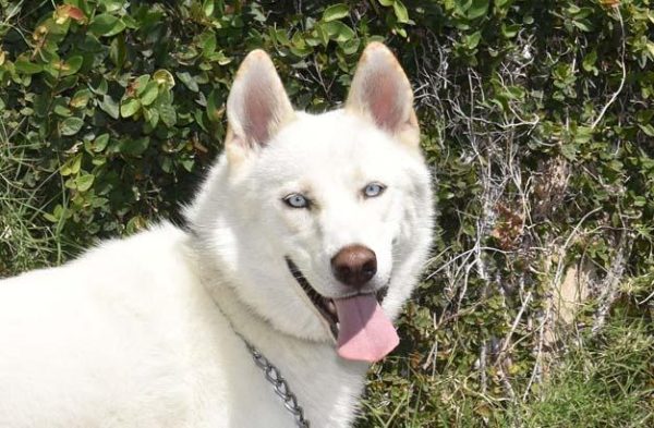 Skye The Husky