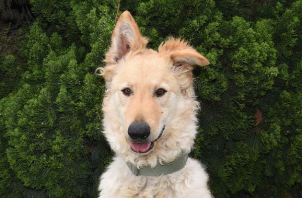 Butters