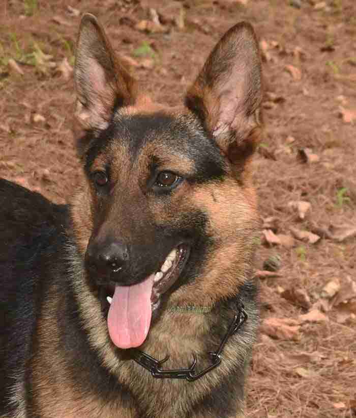 Lorenzo German Shepherd Puppy Available for Adoption