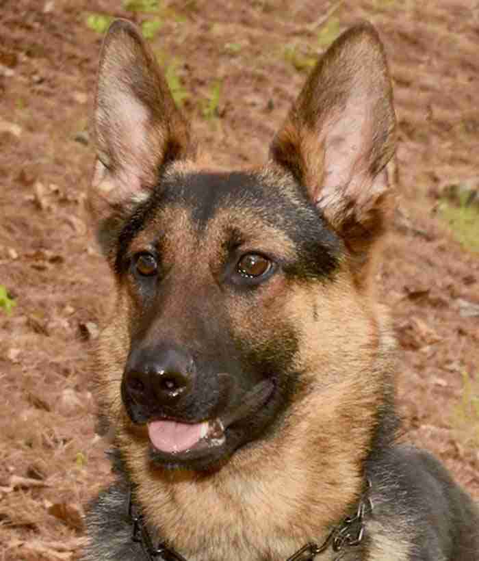 Lorenzo German Shepherd Puppy Available for Adoption