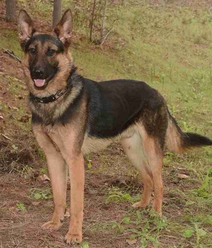 Lorenzo German Shepherd Puppy Available for Adoption