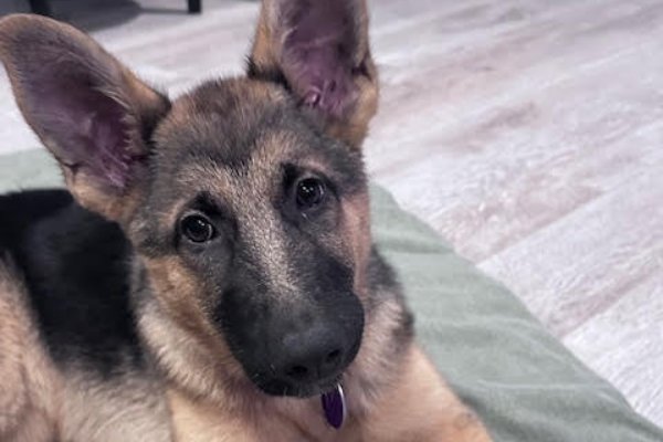 Stevie