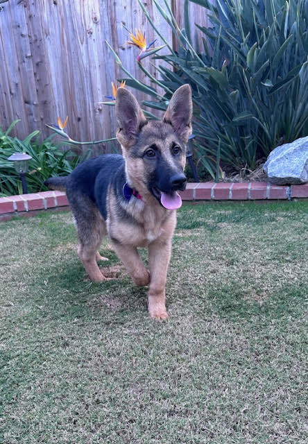 Stevie German Shepherd Puppy Avialable for Adoption