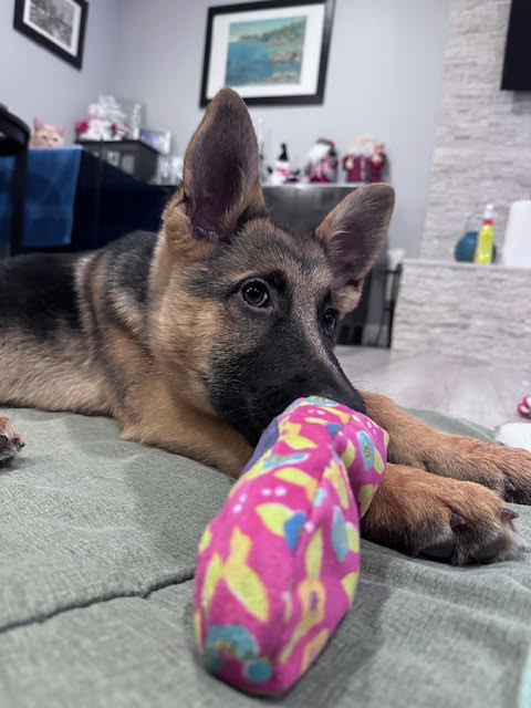 Stevie German Shepherd Puppy Avialable for Adoption