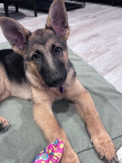 Stevie German Shepherd Puppy Avialable for Adoption