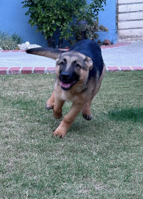 Stevie German Shepherd Puppy Avialable for Adoption