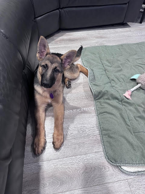 Stevie German Shepherd Puppy Avialable for Adoption