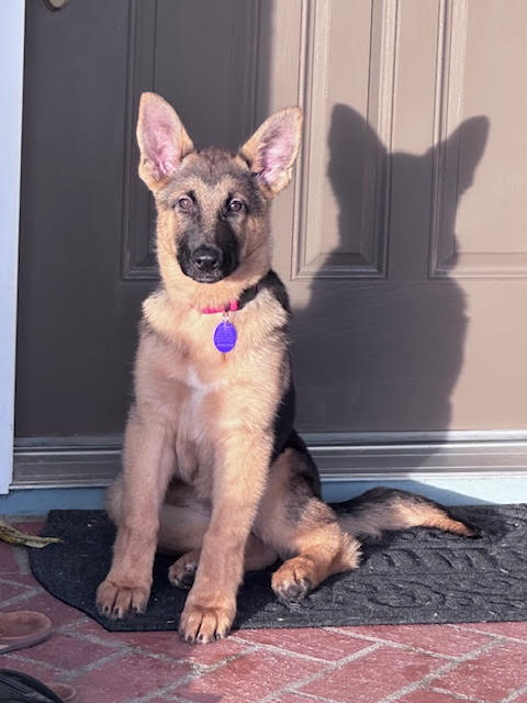 Stevie German Shepherd Puppy Avialable for Adoption