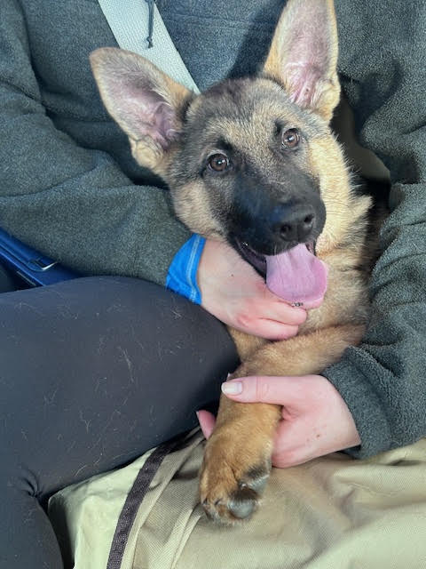 Stevie German Shepherd Puppy Avialable for Adoption