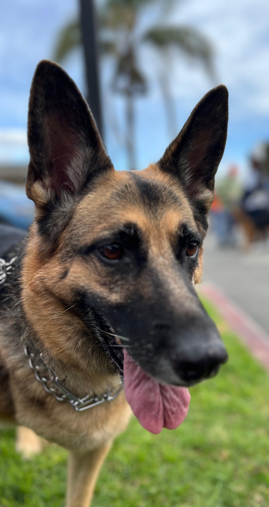 clementine7-0224 Clementine Female German Shepherd Available for Adoption
