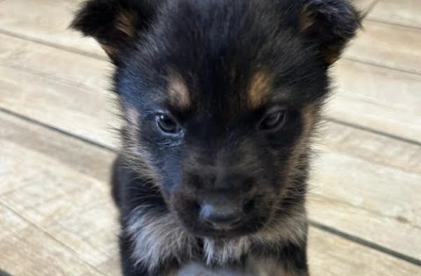 Ryder