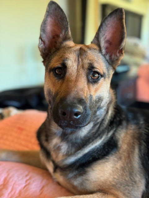 sadie1_0124 Sadie Female German Shepherd Available for Adoption