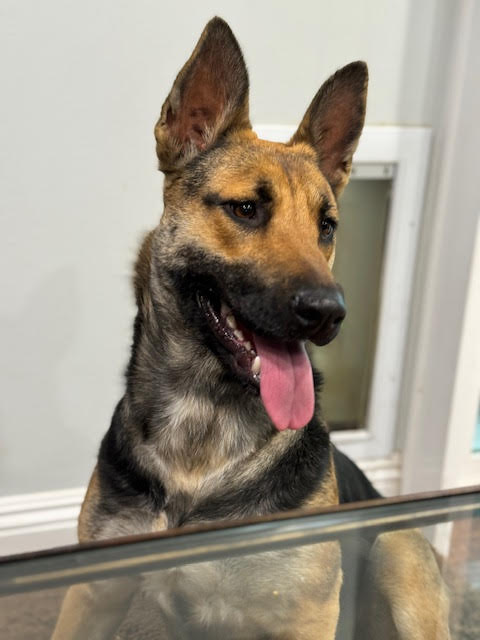 sadie2_0124 Sadie Female German Shepherd Available for Adoption