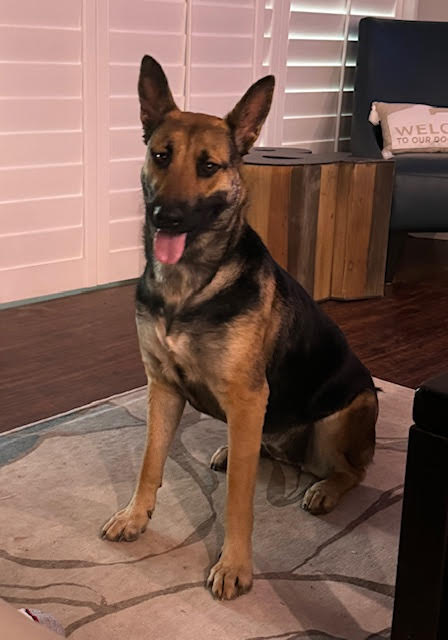 sadie3_0124 Sadie Female German Shepherd Available for Adoption