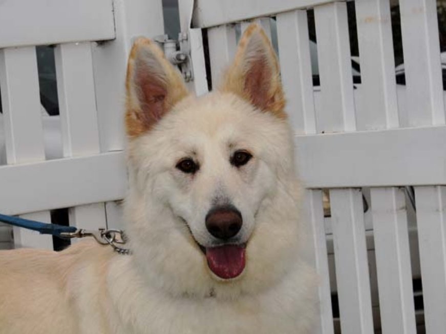 zsa-zsa1_0124 Zsa Zsa Female German Shepherd Available for Adoption