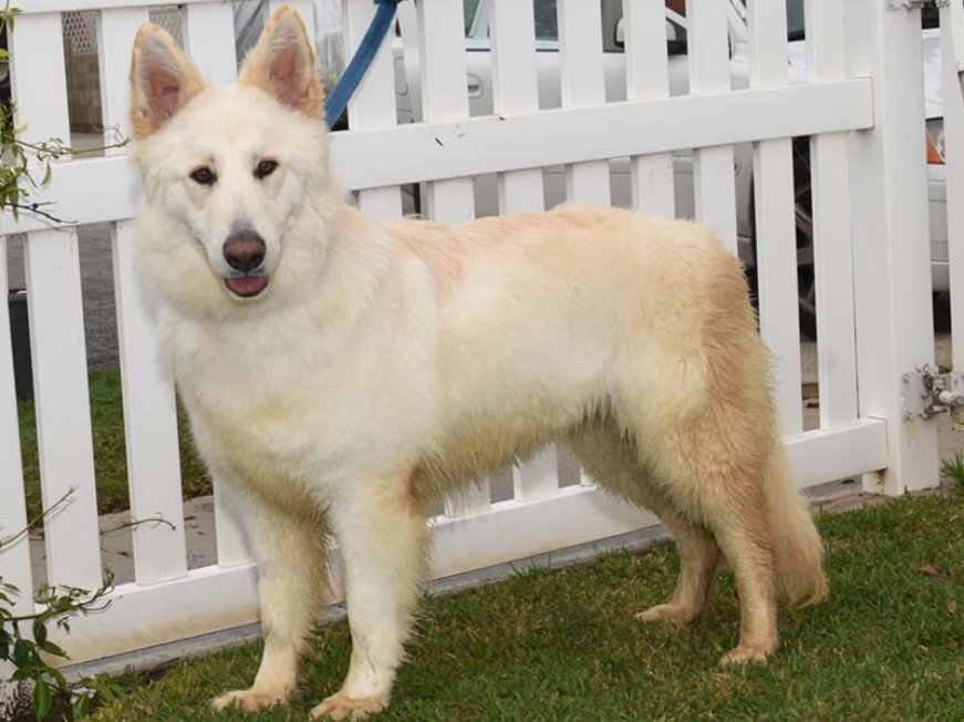 zsa-zsa2_0124 Zsa Zsa Female German Shepherd Available for Adoption