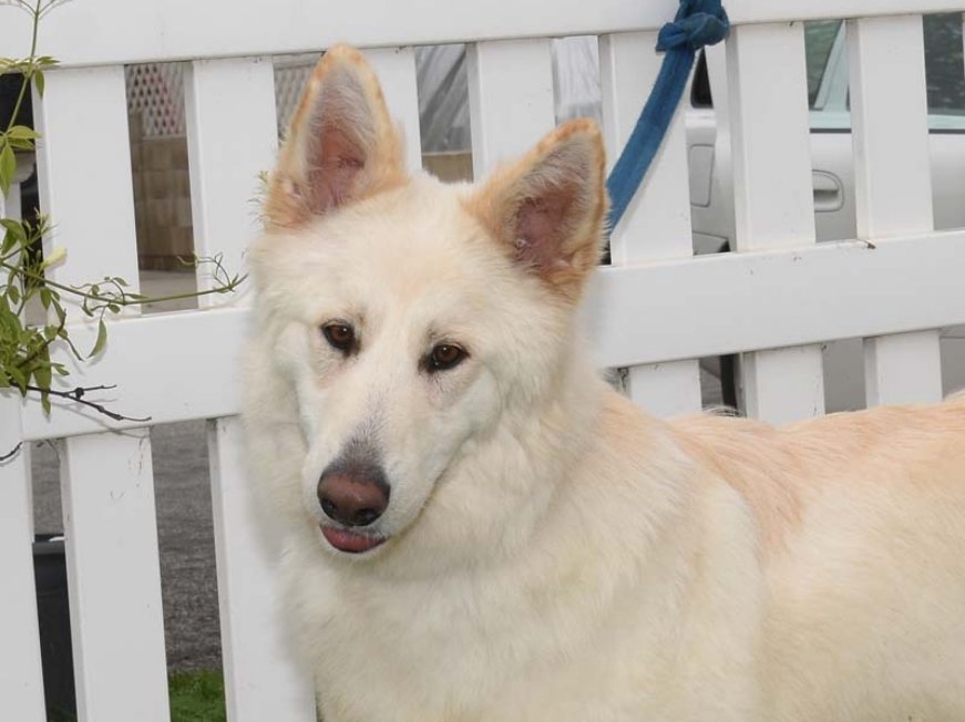 zsa-zsa3_0124 Zsa Zsa Female German Shepherd Available for Adoption