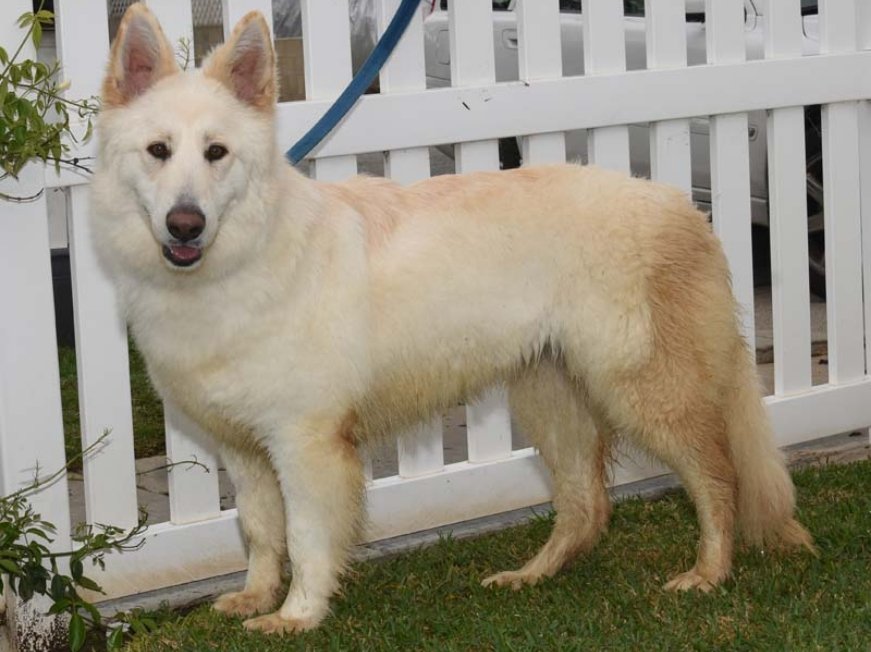 zsa-zsa4_0124 Zsa Zsa Female German Shepherd Available for Adoption
