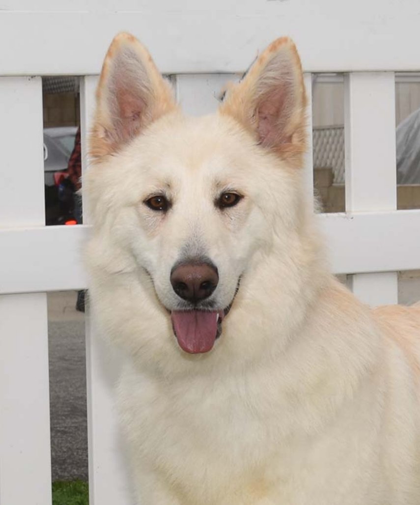 zsa-zsa5_0124 Zsa Zsa Female German Shepherd Available for Adoption
