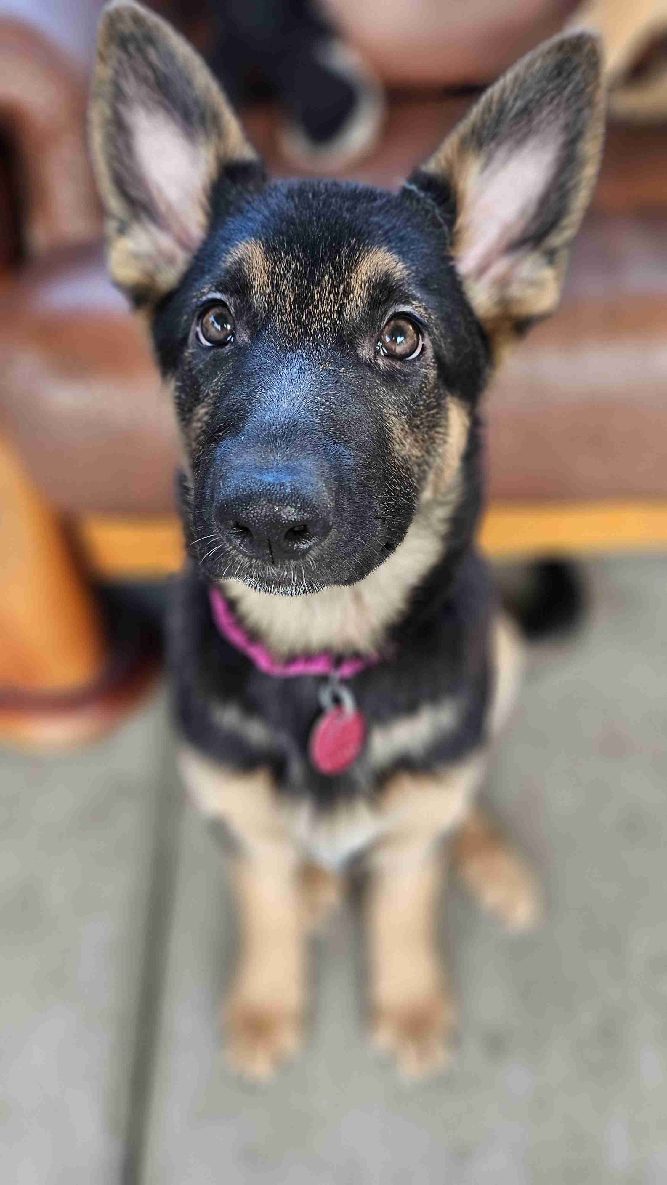 Hilda Photo 3 Hilda German Shepherd Puppy Available for Adoption