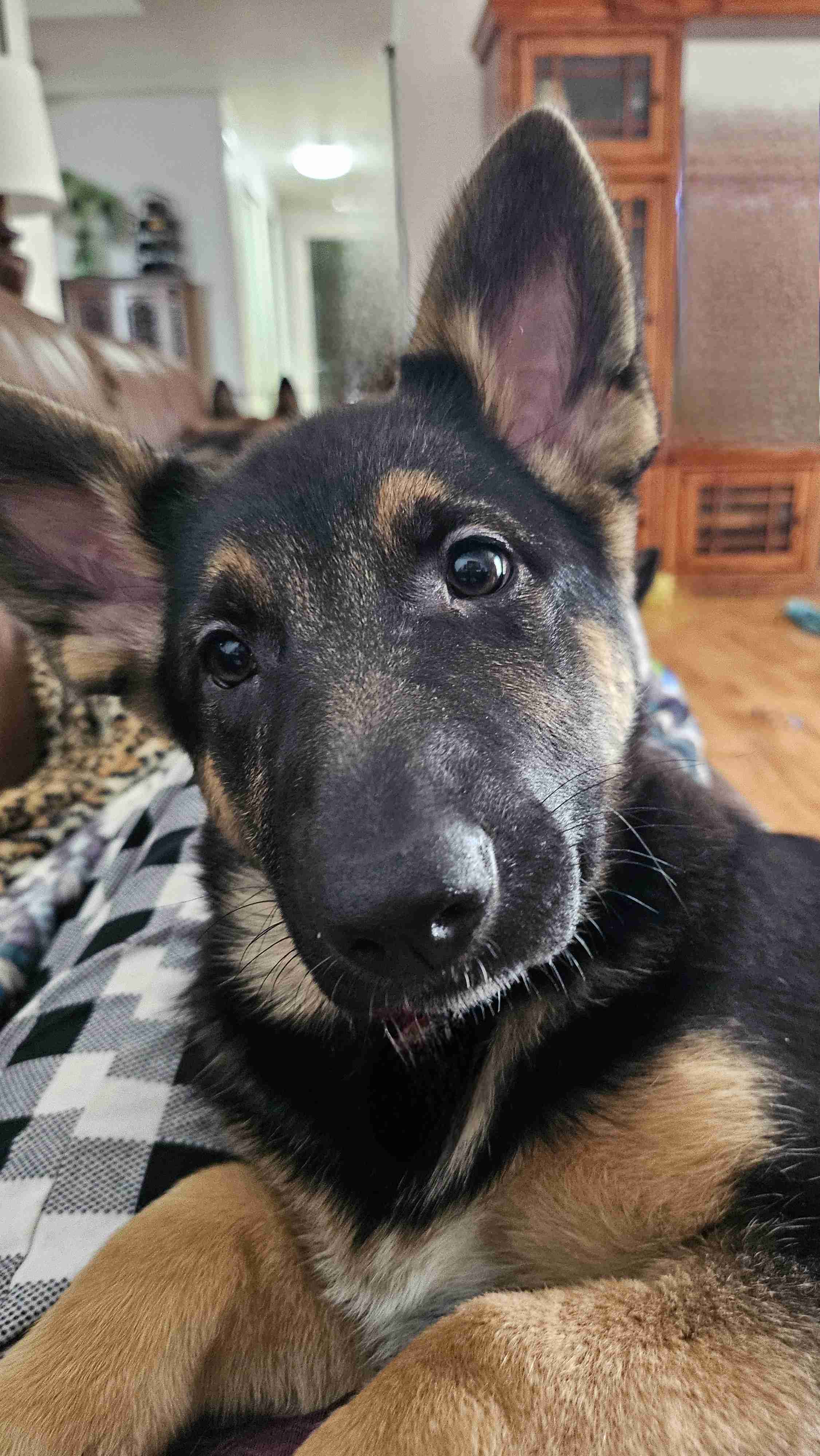 Hilda Photo 4 Hilda German Shepherd Puppy Available for Adoption