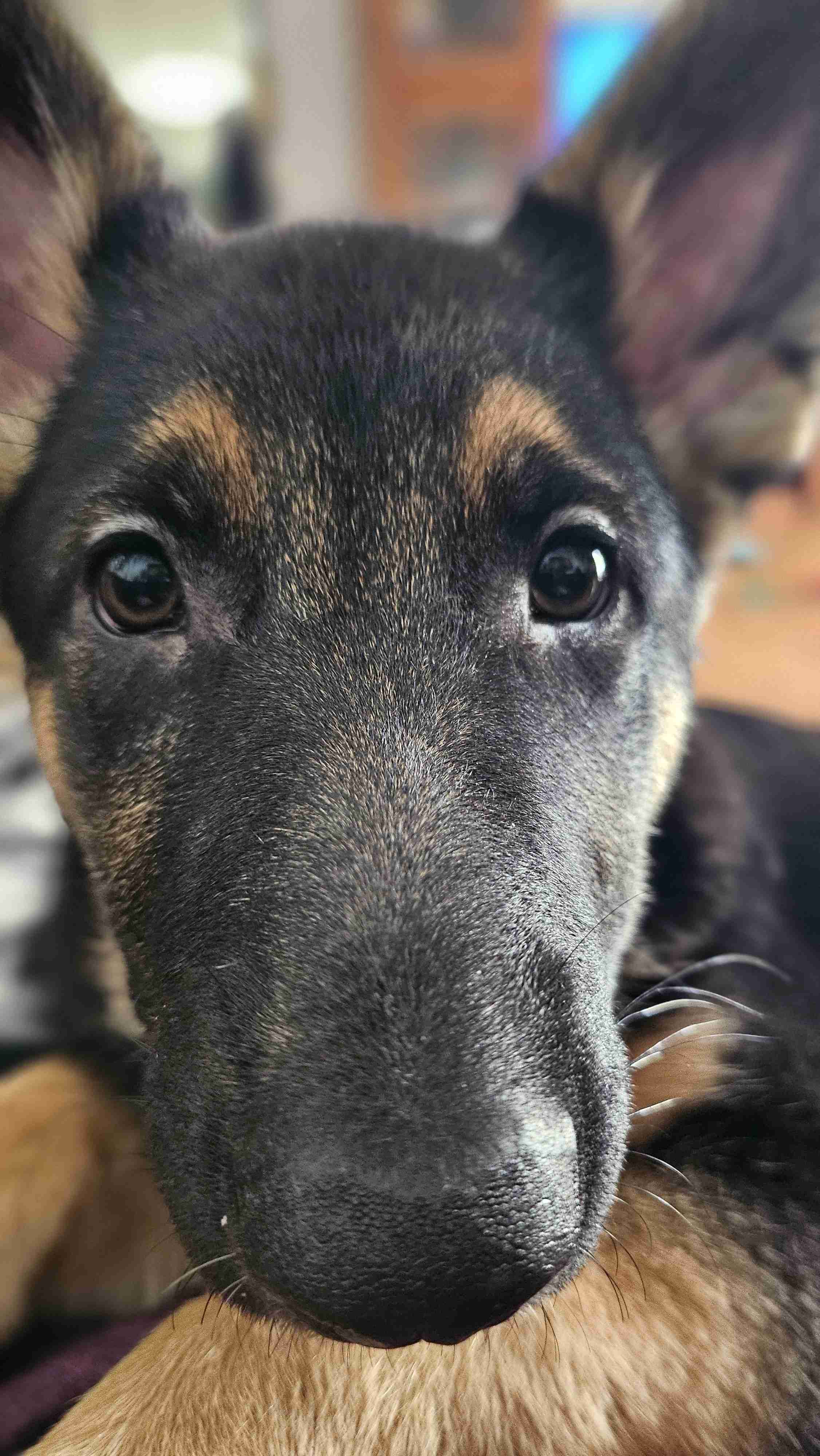 Hilda Photo 5 Hilda German Shepherd Puppy Available for Adoption