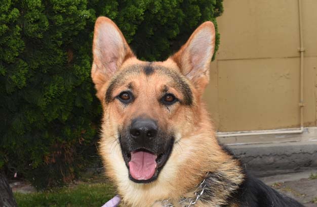 Mr. Max German Shepard Available for Adoption