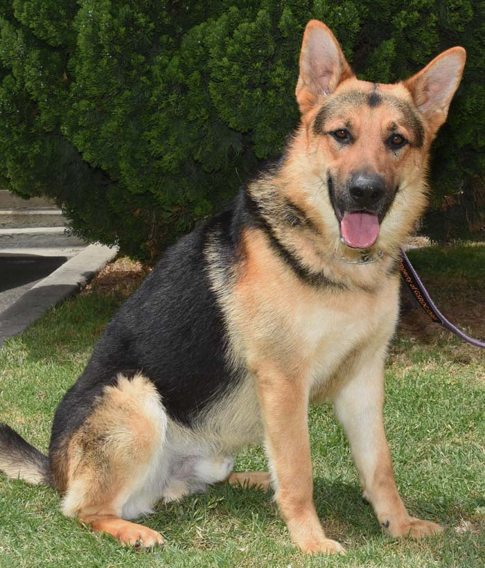 Mr Max6 Mr. Max German Shepard Available for Adoption