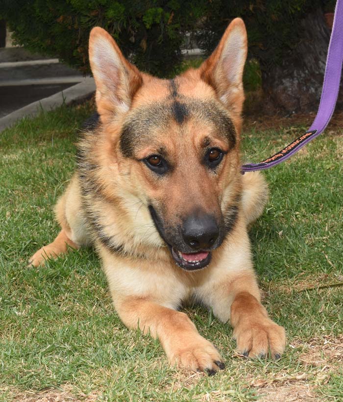 Mr Max7 Mr. Max German Shepard Available for Adoption