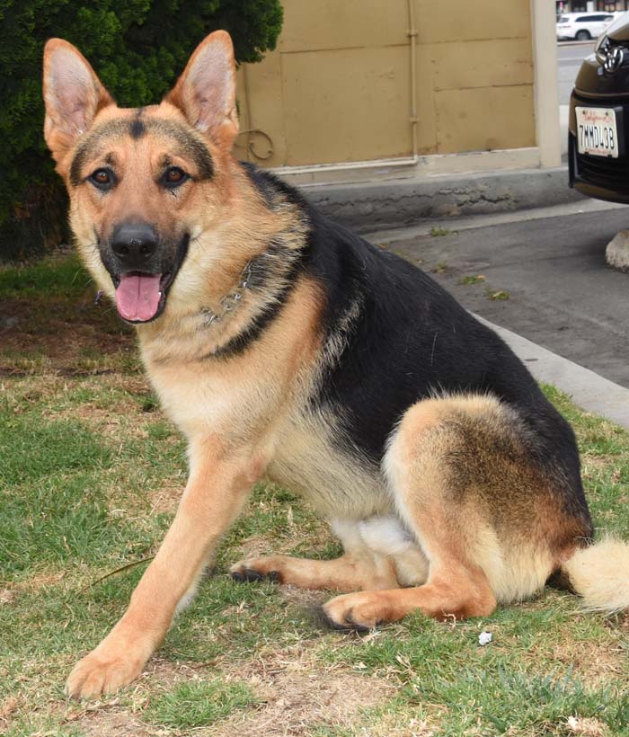 Mr Max8 Mr. Max German Shepard Available for Adoption