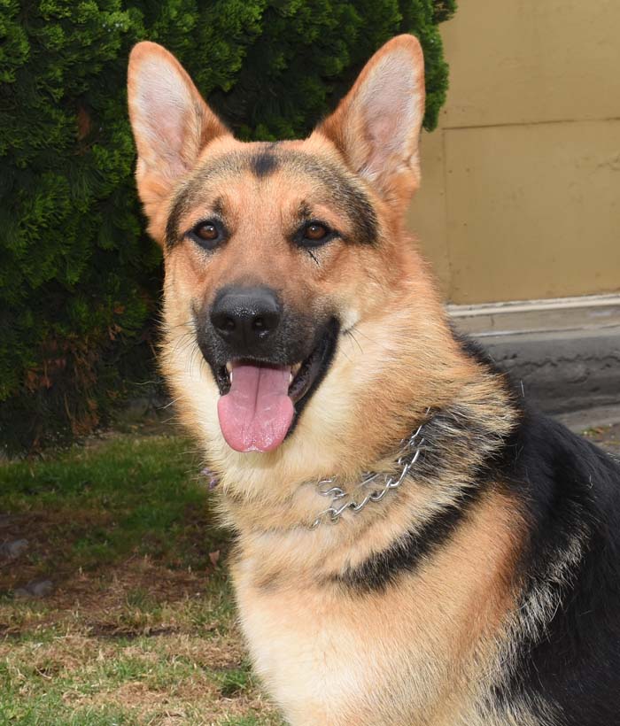 Mr Max9 Mr. Max German Shepard Available for Adoption