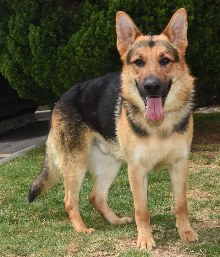 Mr Max10 Mr. Max German Shepard Available for Adoption
