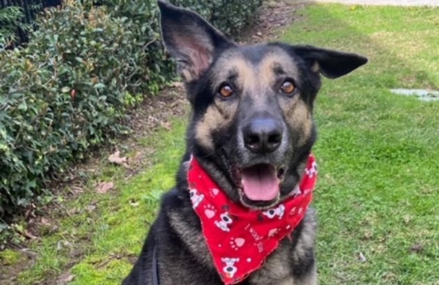 Bonnie Female German Shepherd Available for Adoption